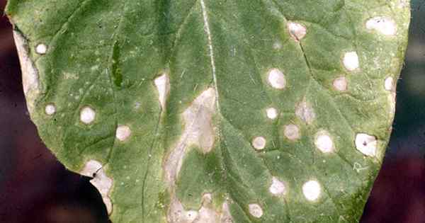 Como controlar manchas de folhas brancas em vegetais crucíferos