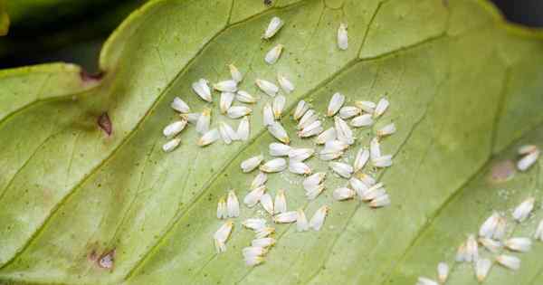 Cómo controlar una infestación de mosca blanca