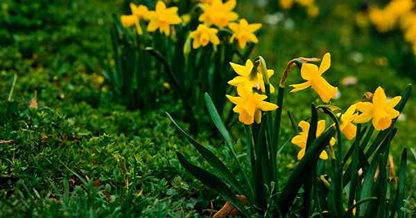 Cara membuat penanaman daffodil semula jadi