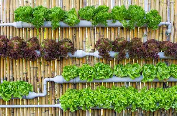 Vertikale Gartenarbeit funktioniert für alle