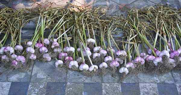 Wie man Knoblauch aus dem Garten heilt und lagert