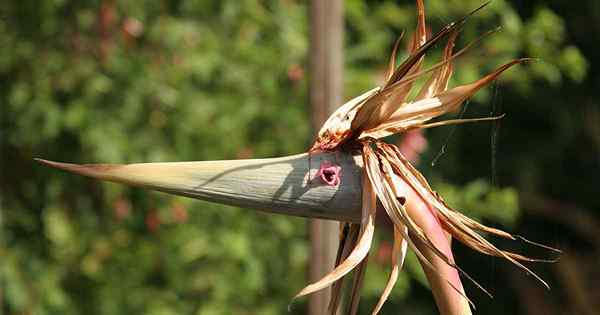 Deadheading Vogel von Paradise, wie man verbrauchte Blüten entfernen