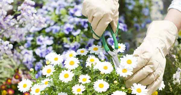 Comment faire des marguerites