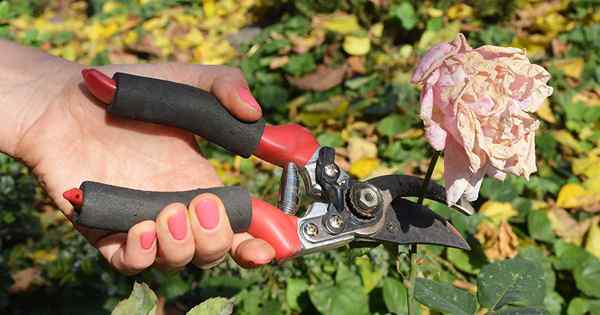 Wie man im Garten Pflanzen blüht