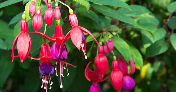 Brauchen Fuchsias Deadheading??