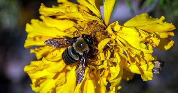 Petua untuk Deadheading Marigolds