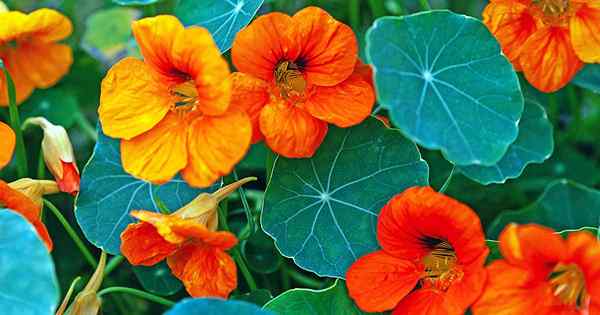 Devrais-je faire face à mes plantes Nasturtium?