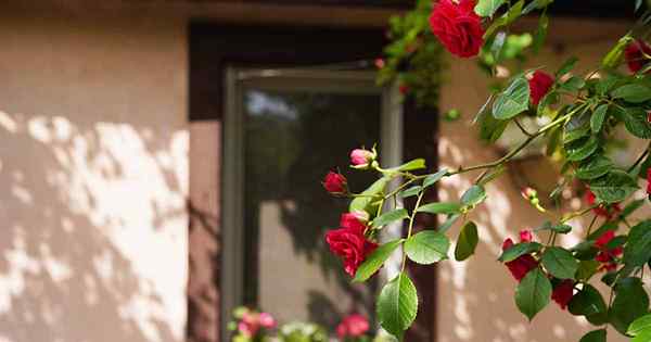 Wie man einen Rosengarten plant