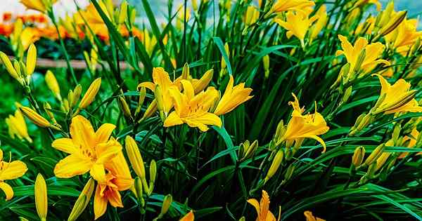 Kapan dan bagaimana membagi daylilies