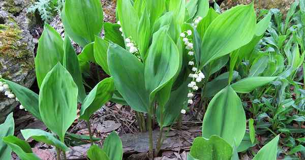 Kiedy i jak podzielić Lily of the Valley