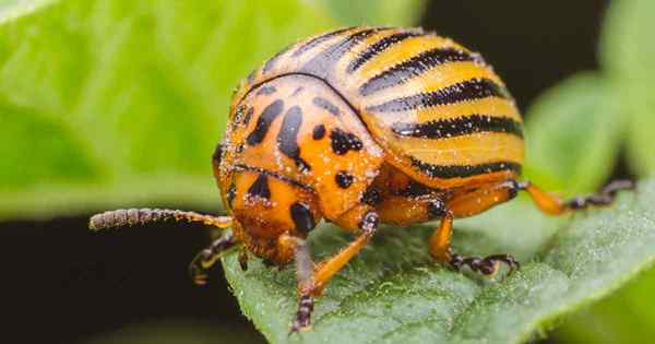 Cómo luchar contra los escarabajos de la papa de Colorado en tu jardín