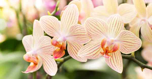 Comment encourager les orchidées à réprimander