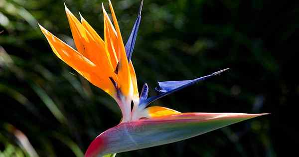 Cuándo y cómo fertilizar el pájaro del paraíso