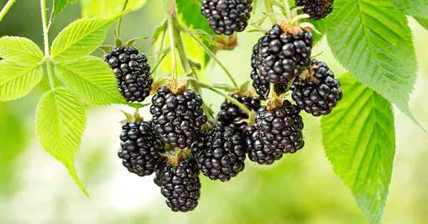 Bila dan bagaimana untuk menyuburkan blackberry