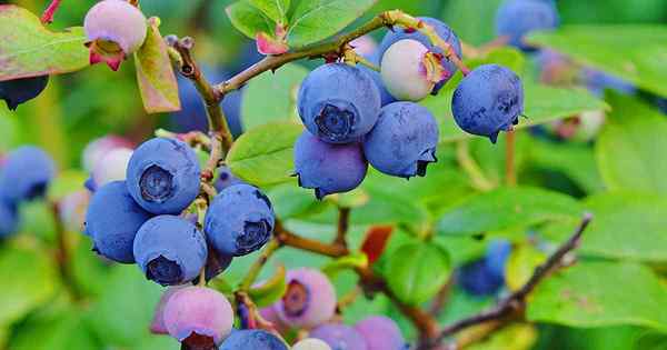 Bagaimana dan kapan harus menyuburkan semak blueberry