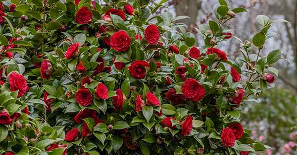 Cuándo y cómo fertilizar camelias