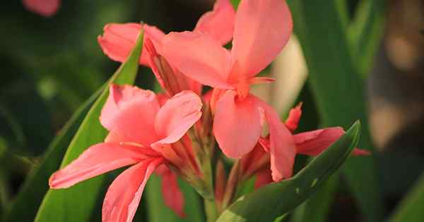 Cómo y cuándo fertilizar los lirios de Canna