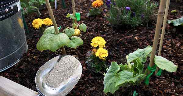 Cómo y cuándo fertilizar sus plantas de calabaza