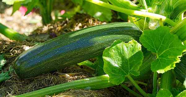 Wie man Zucchini -Pflanzen düngen