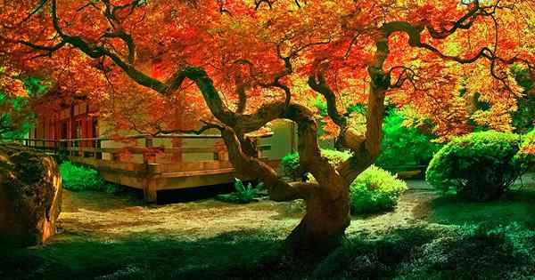 Wie und wann kann japanische Ahornbäume düngen