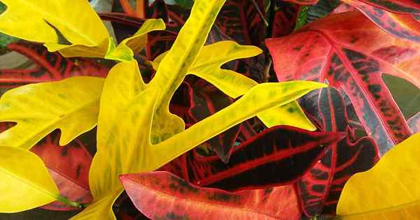 5 causas de folhas de Croton desbotadas e como evitá -las