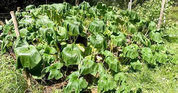 Comment réparer les plantes de citrouille flétriques 11 coupables communs