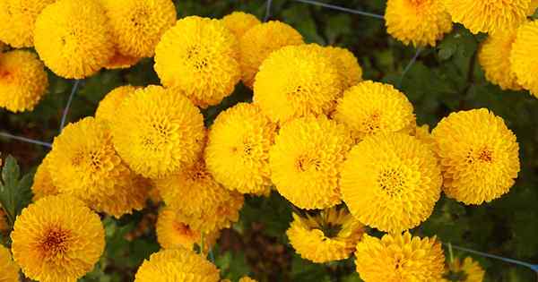 Petua untuk berkembang marigold Afrika