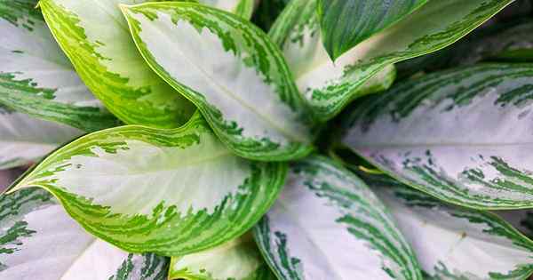 Cómo crecer y cuidar a los árboles de hoja perenne chinos en interiores