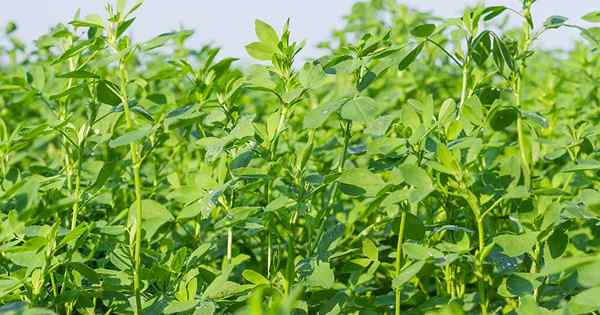 Wie man Alfalfa im Freien pflanzt und wächst