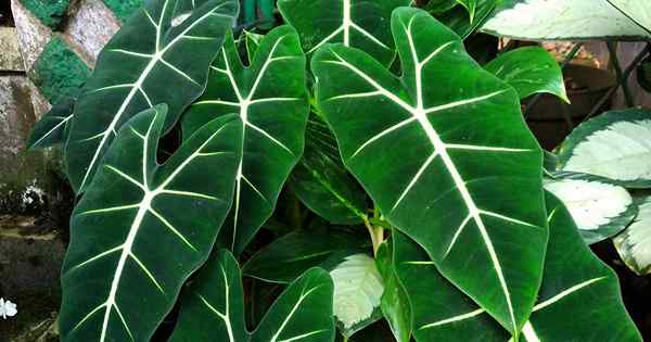 Cómo crecer y cuidar la Alocasia en interiores