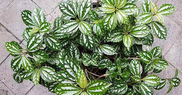 Wie man wächst und für Aluminiumpflanzen sorgt (Wassermelonenpilea)