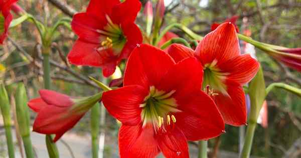 Consejos para cultivar amaryllis en el jardín