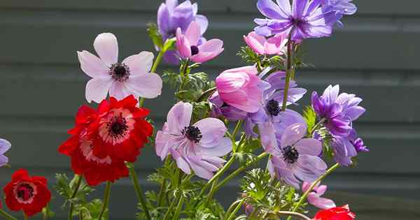 Comment planter et cultiver des fleurs d'anémone