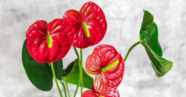 Cómo crecer y cuidar las plantas de interior de Anthurium