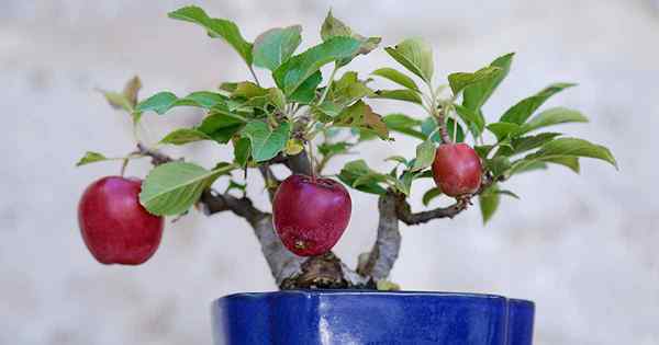 Tips untuk menanam pohon apel bonsai