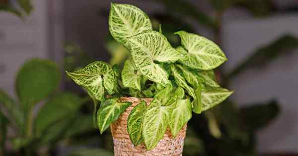 Como crescer e cuidar de plantas de ponta de flecha