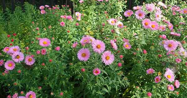 Wie man wächst und um Asterblumen sorgt