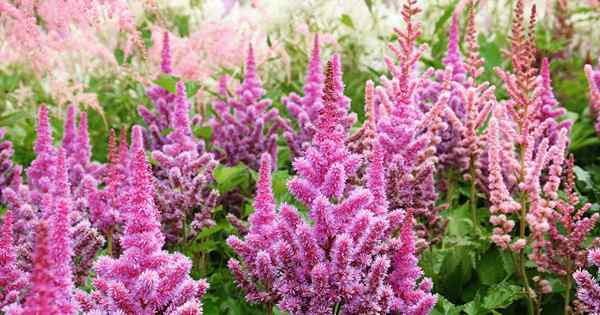 Como cultivar flores Astilbe