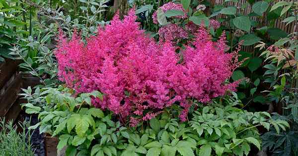 Cara tumbuh astilbe dalam bekas