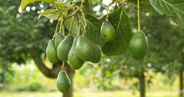Como crescer e cuidar de árvores de abacate