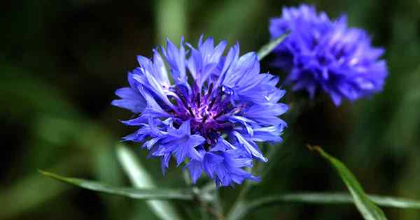 Éclabousser votre jardin en bleu avec le baccalauréat (Cornflower)