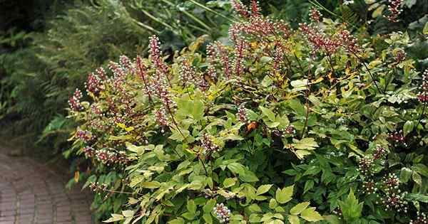 Cómo crecer y cuidar los arbustos de Baneberry