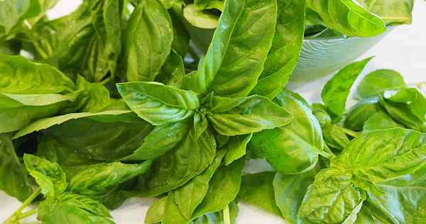 Cara Menyebarkan Basil dari Benih