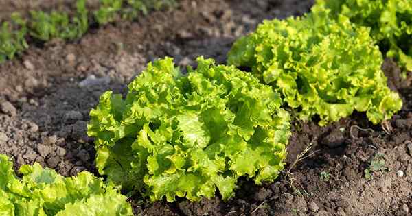 Petua untuk tumbuh Lettuce Batavia (musim panas)