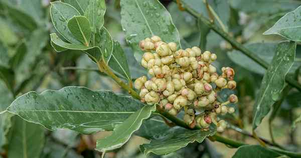 Cara menumbuhkan teluk laurel dari biji