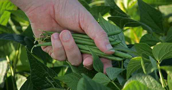 Tipps zum Anbau von grünen Bohnen im Herbst