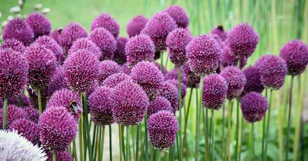 Como crescer e cuidar de flores Allium de Drumstick