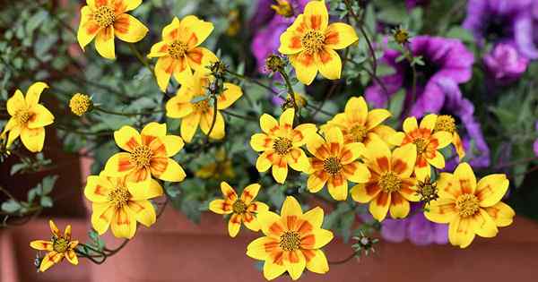 Wie man wächst und für Biodens sorgt (Tickseed Sonnenblumen)