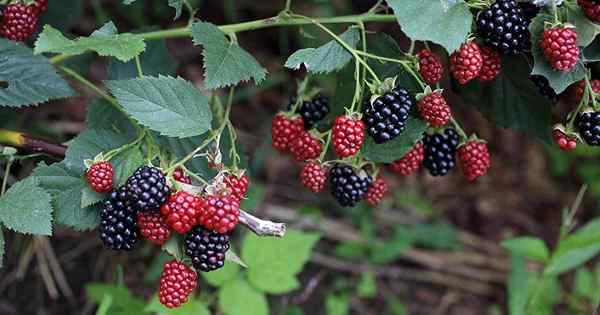 Cara tumbuh dan menjaga semak blackberry