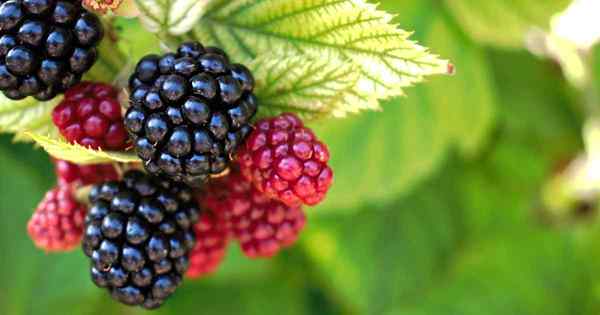 Tipps zum Anbau von Brombeeren in Behältern